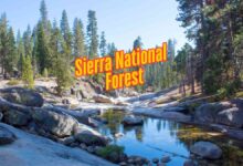 Sierra National Forest