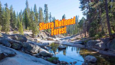 Sierra National Forest