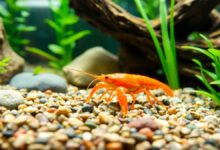Mexican Dwarf Crayfish